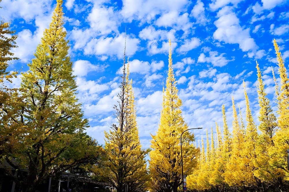 Meiji Jingu Gaien Ginkgo Festival (53441835008)