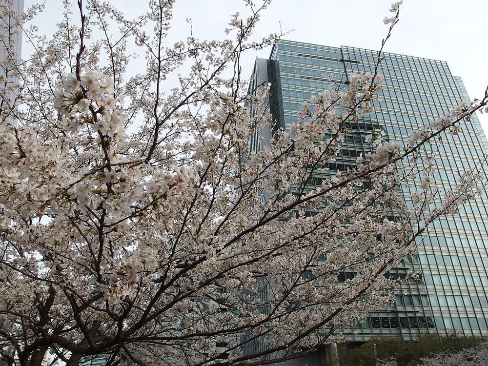 Cherry blossoms @ Meguro River (13592700445)