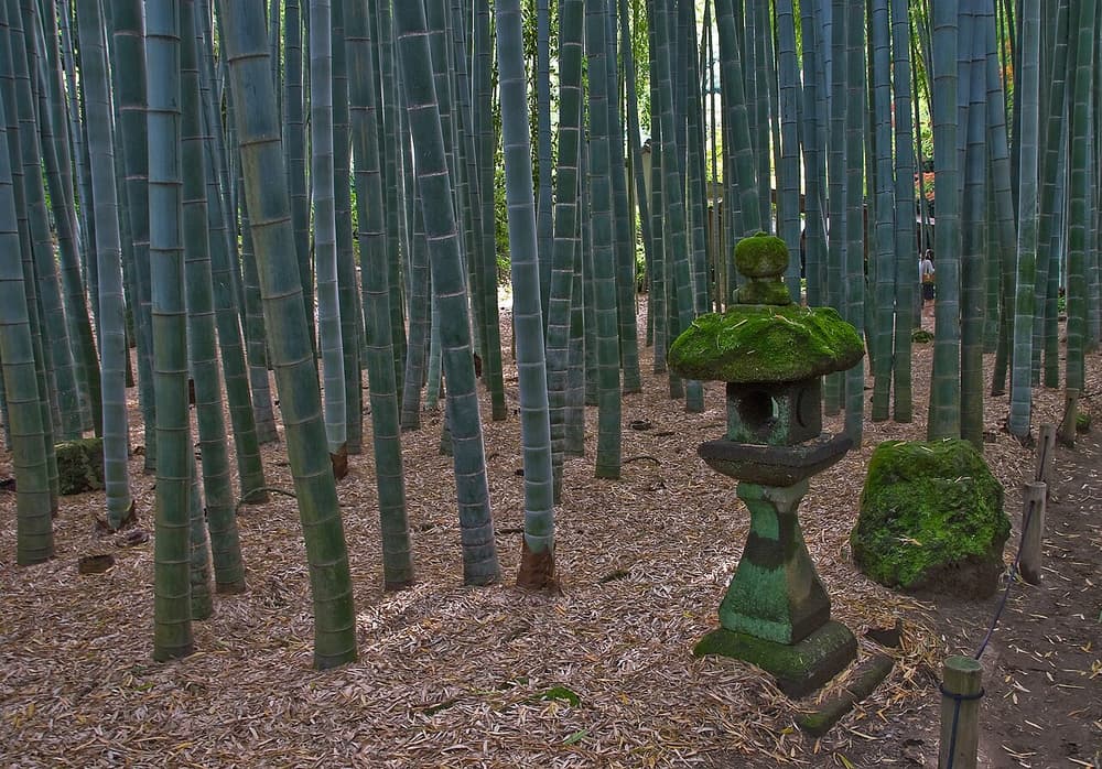 Hokokuji Bamboo Forest Kamakura