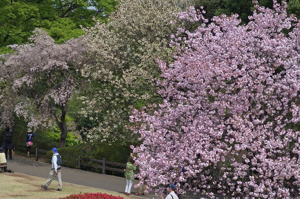 Cherry Blossoms in Shinjuku Gyoen(Shinjuku Imperial Garden) - 新宿御苑の桜 - panoramio (5)